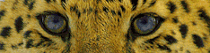 WWF Amur-Leopard