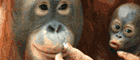 WWF Orang-Utan